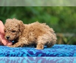 Small #6 Poodle (Toy)