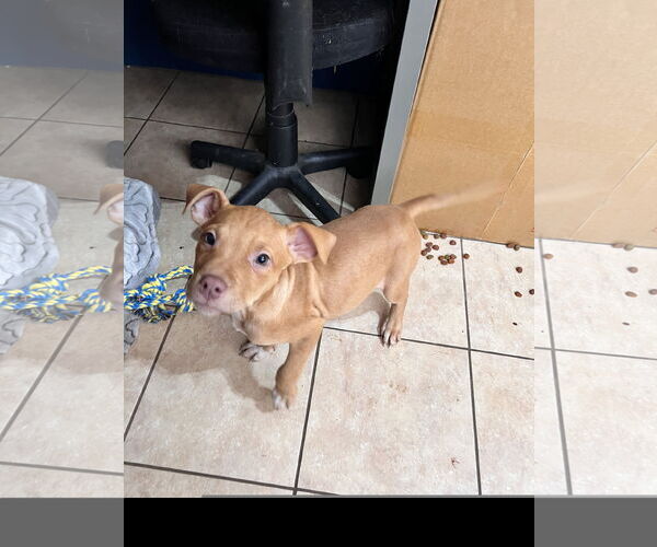 Medium Photo #3 Labrador Retriever-Unknown Mix Puppy For Sale in Tracy City, TN, USA