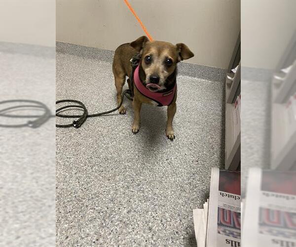 Medium Photo #1 Dachshund Puppy For Sale in Pasadena, TX, USA