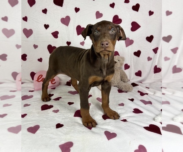 Medium Photo #5 Doberman Pinscher Puppy For Sale in GREENFIELD, IN, USA