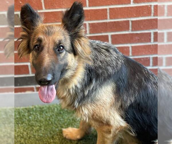 Medium Photo #4  Puppy For Sale in , 