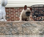 Small Photo #16 French Bulldog Puppy For Sale in WEST ORANGE, NJ, USA