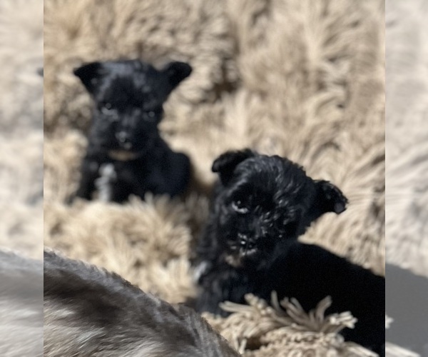 Medium Photo #5 Schnauzer (Miniature) Puppy For Sale in WALNUT COVE, NC, USA