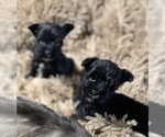 Small #4 Schnauzer (Miniature)