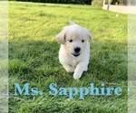 Puppy Sapphire English Cream Golden Retriever