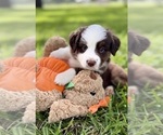 Small #7 Miniature Australian Shepherd