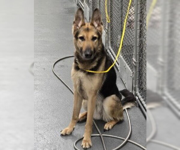 Medium Photo #1 German Shepherd Dog Puppy For Sale in Glen Allen, VA, USA