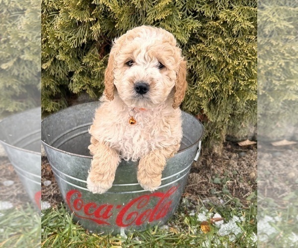 Medium Photo #3 Cockapoo (Miniature) Puppy For Sale in MIDDLEBURY, IN, USA