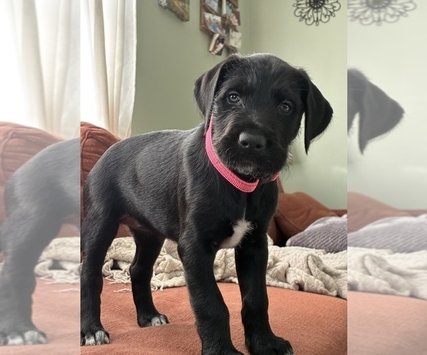Medium Photo #2 Great Dane-Sheepadoodle Mix Puppy For Sale in EGG HARBOR CITY, NJ, USA
