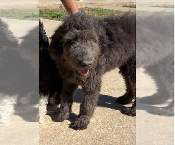 Medium Photo #4 Labradoodle Puppy For Sale in Harrison, AR, USA