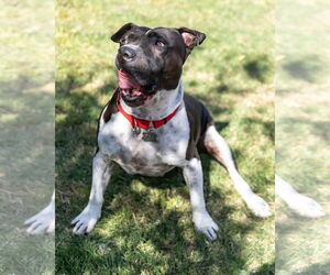 MOSLEY - Male American Bulldog-Unknown Mix Dog for Adoption - Photo #4