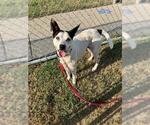 Small #1 Mutt
