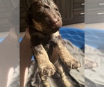 Puppy Puppy 4 Poodle (Standard)