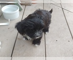 Small Photo #2 Morkie Puppy For Sale in AUSTIN, TX, USA