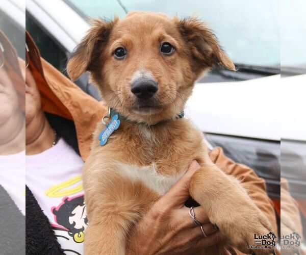 Medium Photo #6 Colonial Cocker Spaniel-Unknown Mix Puppy For Sale in Washington, DC, USA