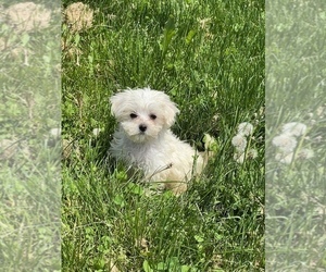 Maltese Puppy for sale in BEECH GROVE, IN, USA
