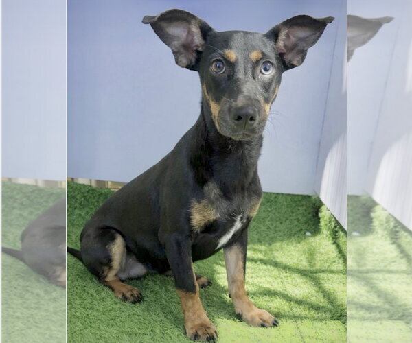 Medium Photo #2 Chihuahua-Unknown Mix Puppy For Sale in Virginia Beach, VA, USA