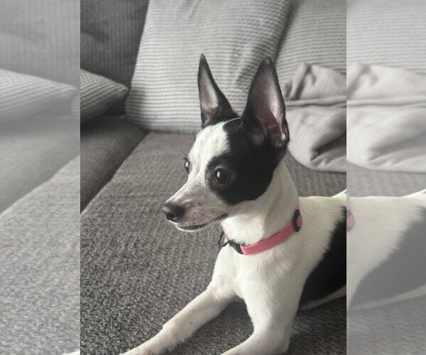 Medium Photo #2 Chihuahua Puppy For Sale in Valrico, FL, USA