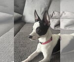Small #1 Chihuahua