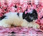 Small Photo #5 Bernedoodle Puppy For Sale in NOTTINGHAM, PA, USA