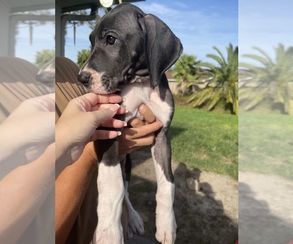 Medium Photo #9 Great Dane Puppy For Sale in PENSACOLA, FL, USA