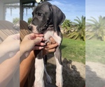 Small Photo #9 Great Dane Puppy For Sale in PENSACOLA, FL, USA
