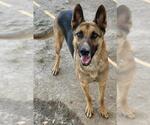 Small German Shepherd Dog
