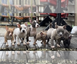 American Bully Puppy for sale in MACON, GA, USA