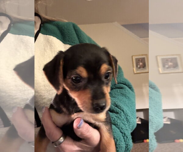Medium Photo #2 Chihuahua-Unknown Mix Puppy For Sale in Pottstown, PA, USA