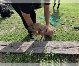 American Staffordshire Terrier Dogs for adoption in Waco, TX, USA