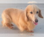 Small #7 Dachshund