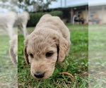 Small #10 Goldendoodle-Poodle (Standard) Mix