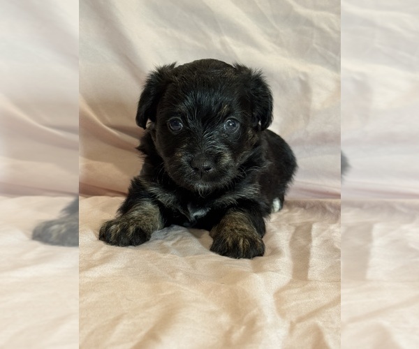 Medium Photo #16 Corgipoo Puppy For Sale in LONGMONT, CO, USA