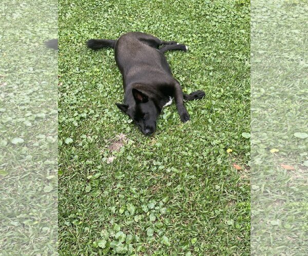 Medium Photo #16 Mutt Puppy For Sale in Spring, TX, USA