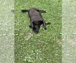 Small #15 Mutt
