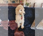Small Photo #6 Goldendoodle (Miniature) Puppy For Sale in GREELEY, CO, USA