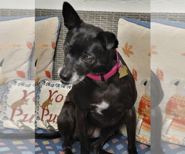 Medium Photo #4 Chihuahua-Unknown Mix Puppy For Sale in Ellijay, GA, USA