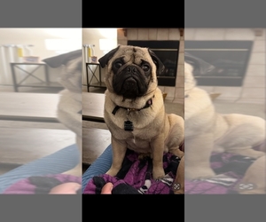 Pug Puppy for sale in NORTH OLMSTED, OH, USA