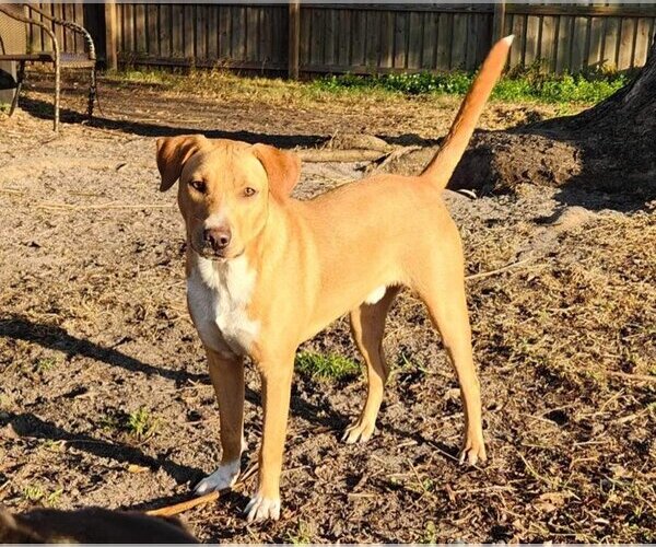 Medium Photo #8 Labrador Retriever-Unknown Mix Puppy For Sale in Tampa, FL, USA