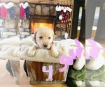 Small Photo #7 Labrador Retriever Puppy For Sale in LINDEN, MI, USA