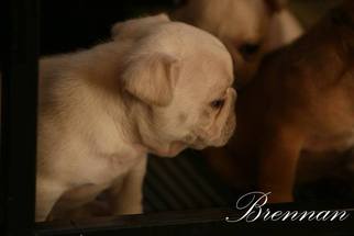 French Bulldog Puppy for sale in SUMMERFIELD, FL, USA