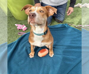 CAGNEY - Female Beagle-Unknown Mix Dog for Adoption - Photo #3