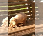 Small Photo #14 Labrador Retriever Puppy For Sale in SPENCER, TN, USA