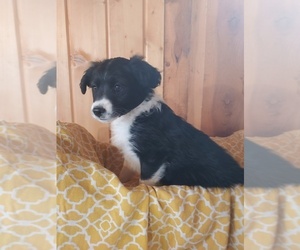 Aussiedoodle Miniature Puppy for sale in CANON CITY, CO, USA