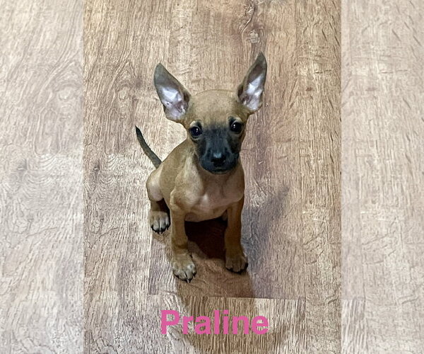Medium Photo #1 Chihuahua-Unknown Mix Puppy For Sale in Topeka, KS, USA