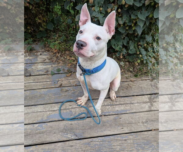 Medium Photo #3 American Pit Bull Terrier-Unknown Mix Puppy For Sale in Princeton, MN, USA