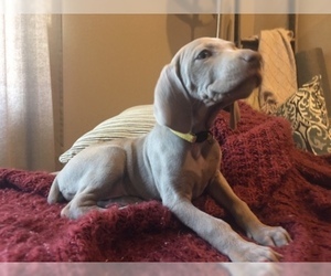 Medium Weimaraner