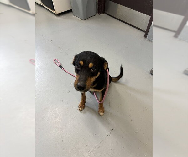 Medium Photo #1 Mutt Puppy For Sale in Corpus Christi, TX, USA