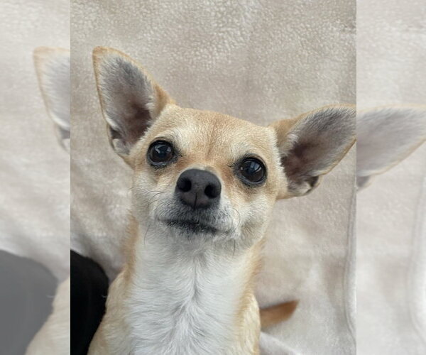 Medium Photo #1 Chihuahua-Unknown Mix Puppy For Sale in oakland, FL, USA