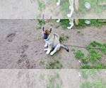 Small Photo #3 Wolf Hybrid Puppy For Sale in BURLESON, TX, USA